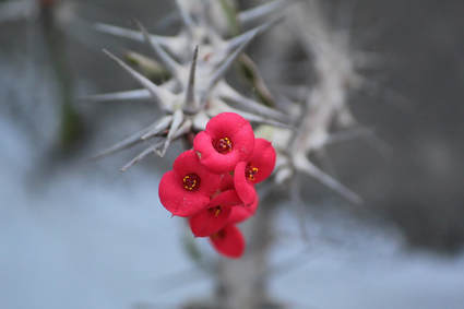 Picture of thorny white stem with bright pink flowers on the top of the plant