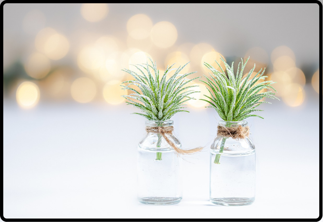 Two small, green springy plants in glass jars with faded lights in the white background