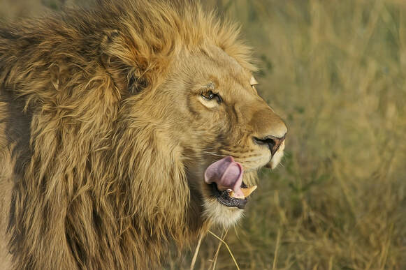 A large lion licking his lips in a field