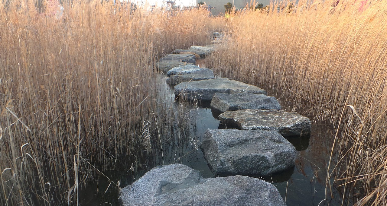 Photograph of stepping stones in a reed bank